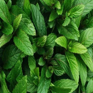 طرح توجیهی بسته ی کارآفرینی کشت گیاه نعنا فلفلی L piperita Mentha در ایران