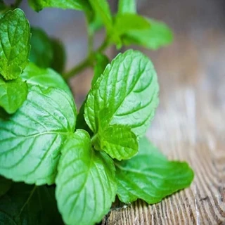 طرح توجیهی بسته ی کارآفرینی کشت گیاه نعنا فلفلی L piperita Mentha در ایران